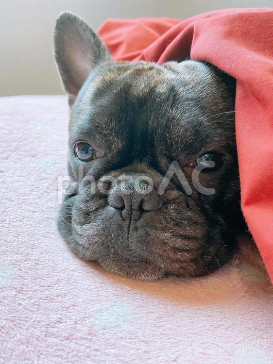 寒くて眠い犬 犬,かわいい,眠いの写真素材