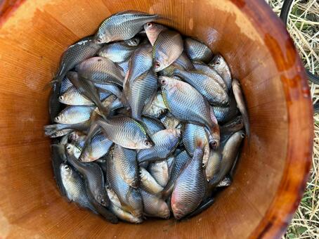 タイリクバラタナゴ　1 タイリクバラタナゴ,タナゴ,釣りの写真素材