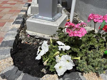花 花の写真
