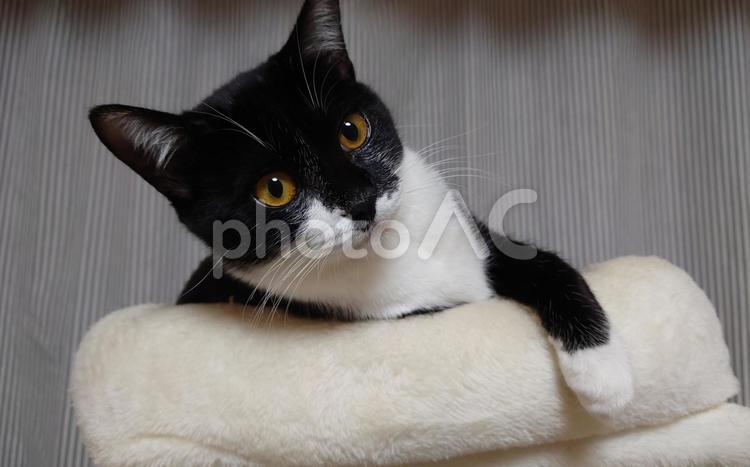 猫　ねこ　ネコ　癒やし　ペット はちわれ,猫,ネコの写真素材