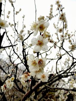 寒空の下、花を咲かせた白梅 寒空の下、花を咲かせた白梅 梅,木,花の写真素材
