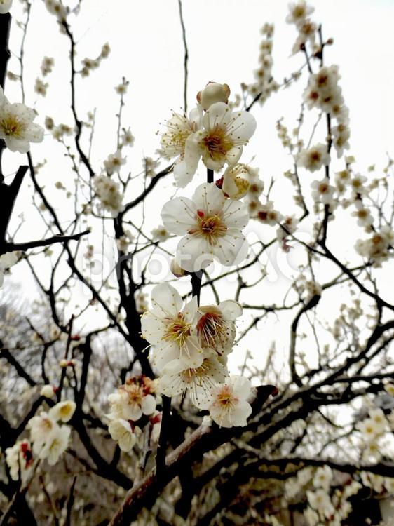 寒空の下、花を咲かせた白梅 梅,木,花の写真素材