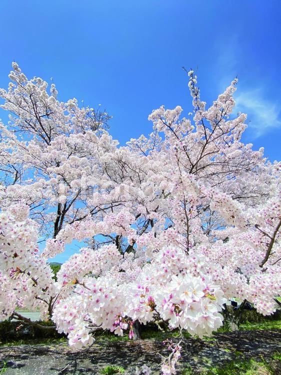 桜舞う春の午後 桜,満開,春の風景の写真素材