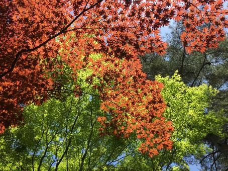 背景素材 紅葉 赤いモミジと緑のモミジ 背景素材 紅葉 赤いモミジと緑のモミジの写真