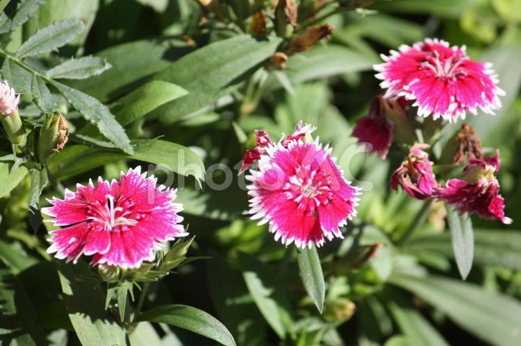 盛岡材木町の花々その３ 道端,花壇,花の写真素材