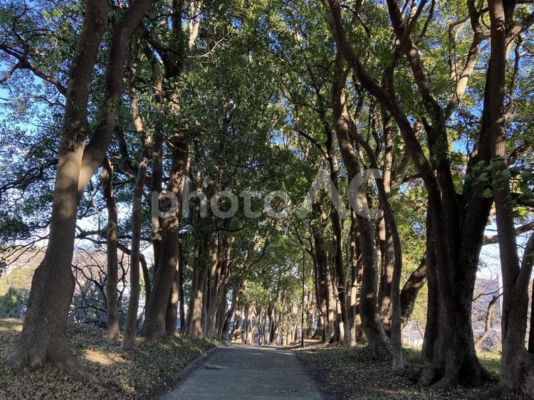 公園の並木道 木,景色,自然の写真素材