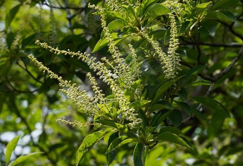 リョウブの花 リョウブの花の写真