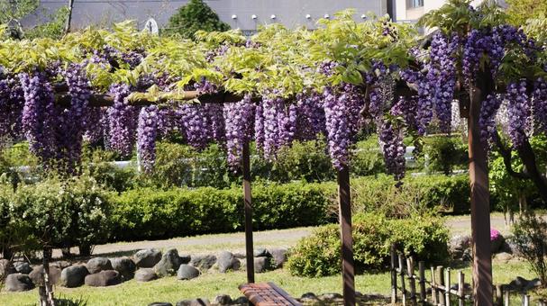 藤の花 藤の花 藤,ふじ,fujiの写真素材