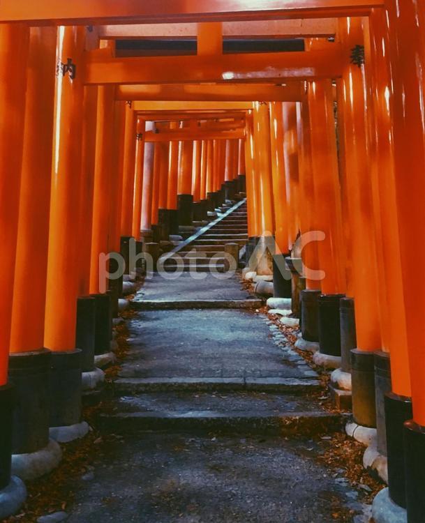 京都（Kyoto）・伏見稲荷大社 京都,kyoto,伏見稲荷大社の写真素材