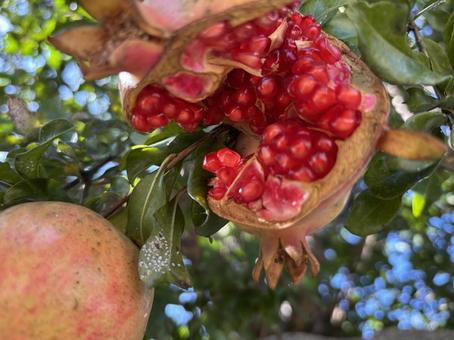 真っ赤なザクロ 柘榴,木の実,割れたの写真素材