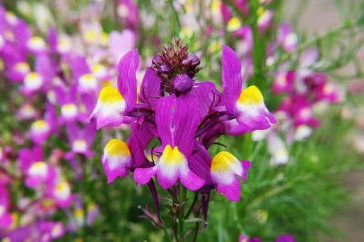 リナリア　クローズアップ リナリア,自然風景,草花の写真素材