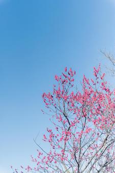 河津桜 河津桜の写真