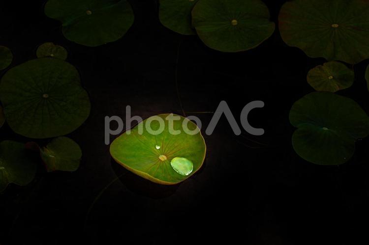 照らされた蓮の葉 蓮,暗闇,光の写真素材