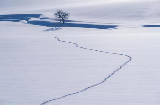 動物の足跡が続くシンプルな雪原と孤独な木 丘,孤高の木,風紋の写真素材