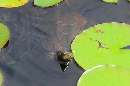 蓮の池のカメ 蓮の池のカメの写真