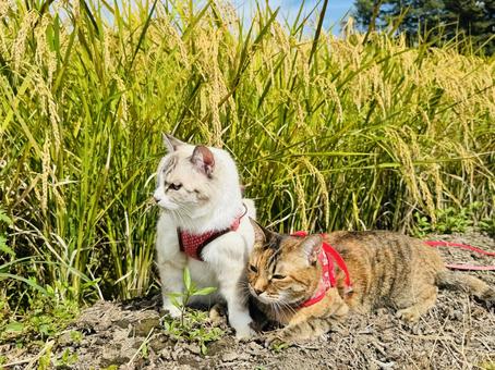 お米と猫 お米と猫 ネコ,ねこ,生き物の写真素材