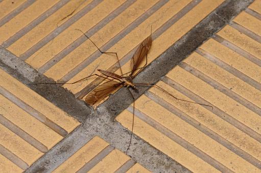 Photo, emperor crane fly, gagambo, mosquito buddy, 