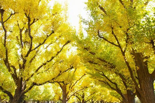 イチョウ並木の写真