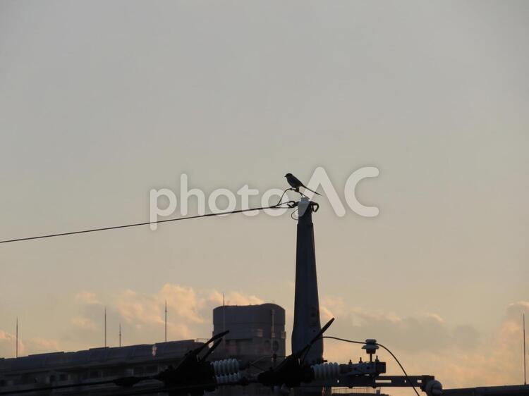 電線とヒヨドリ 夕焼け,ヒヨドリ,雲の写真素材
