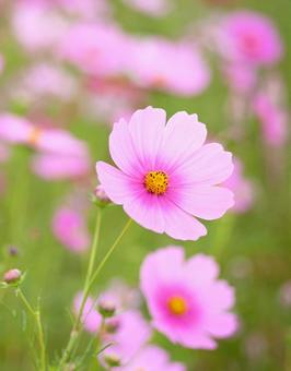 可愛いピンクのコスモスの花(縦) 可愛いピンクのコスモスの花(縦)の写真