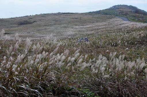 Silver grass on the plateau-2, JPG