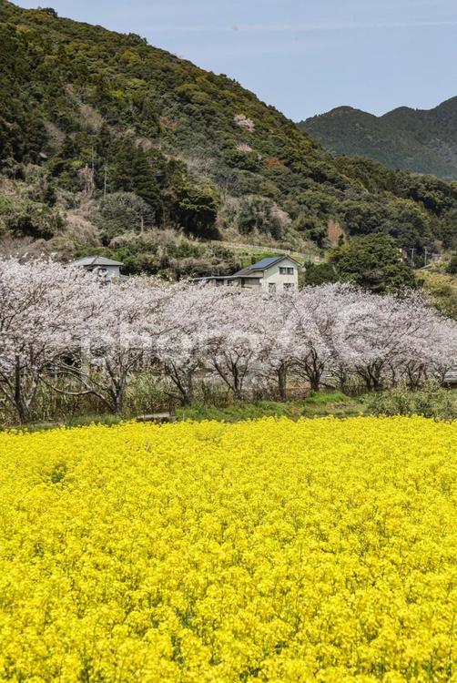 菜の花と桜並木 桜並木,サクラ,桜の写真素材
