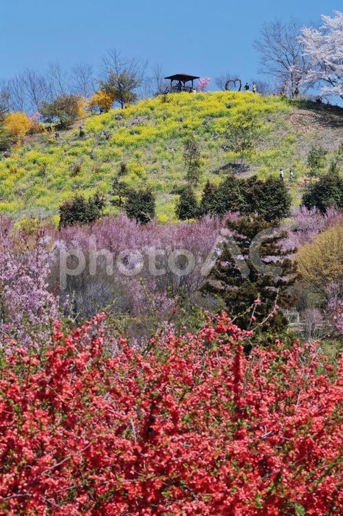 桜のイメージ 桜,さくら,サクラの写真素材