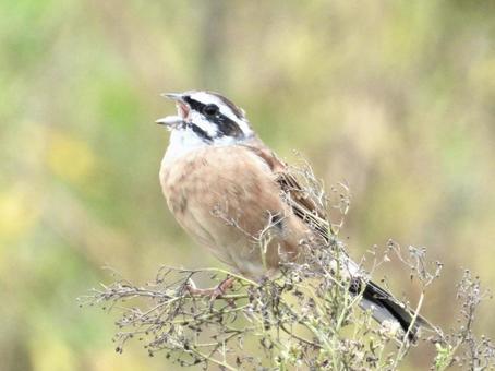 茎につかまり鳴くホオジロ 茎につかまり鳴くホオジロの写真