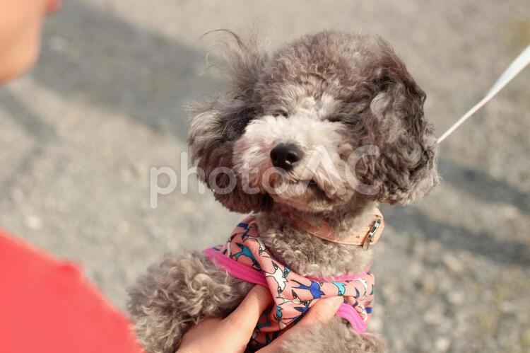 目を閉じるトイプードル トイプードル,散歩,犬の写真素材