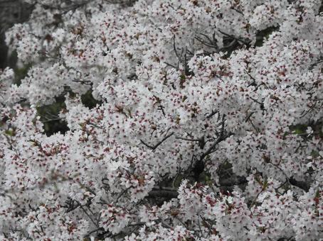 桜 桜の写真