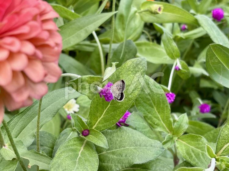 奥行きのある花と蝶の写真 花,蝶,夏の写真素材