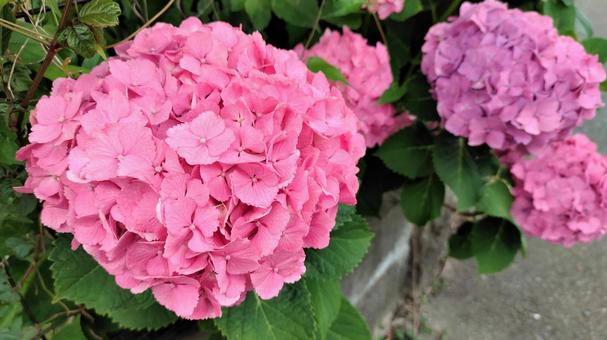 Hydrangea in the rainy season 007 Hydrangea in the rainy season 007