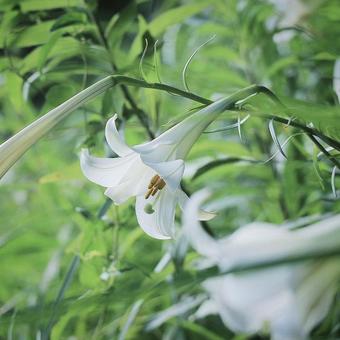 テッポウ百合 テッポウ百合 ユリ,百合,テッポウ百合の写真素材