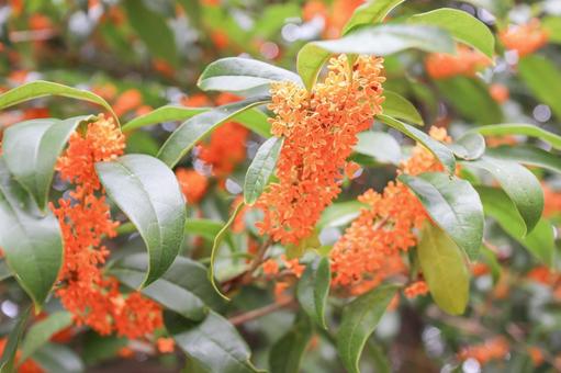 金木犀　１ 金木犀,キンモクセイ,秋の写真素材