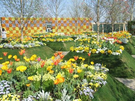 綺麗な黄色い世界 都市緑化フェア,岡山市,西大寺の写真素材