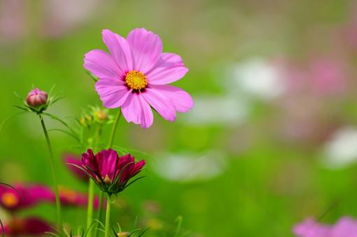 コスモスの花園-6 コスモスの花園-6の写真