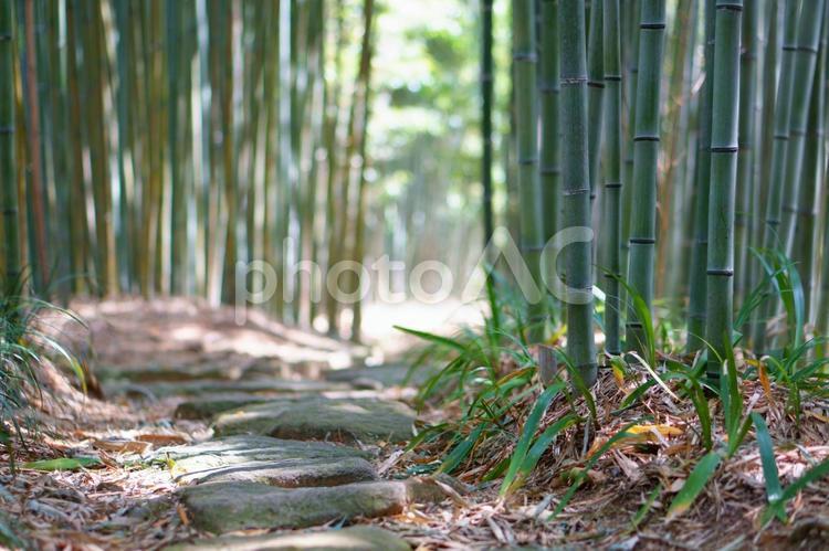 竹林の小径 春,自然,タケノコの写真素材