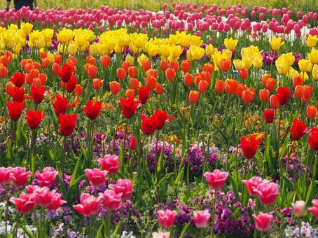 チューリップ畑 チューリップ,春,黄色の写真素材