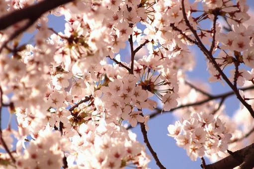 満開の桜 満開の桜の写真