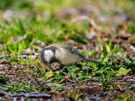 地面を歩くシジュウカラ 地面を歩くシジュウカラの写真
