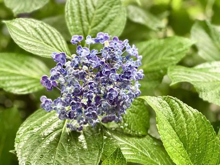 紫陽花と雨 紫陽花と雨 紫陽花,花,植物の写真素材