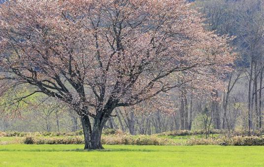 さくら さくらの写真