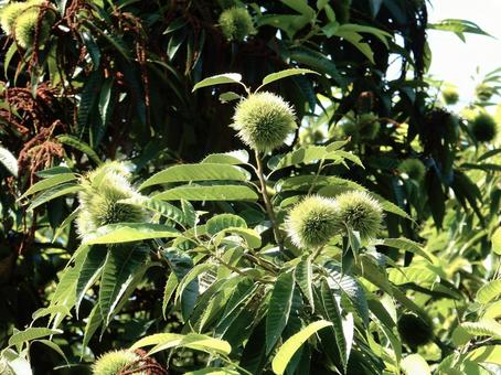 【植物写真】イガグリ(毬栗) 【植物写真】イガグリ(毬栗)の写真