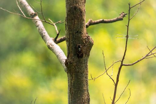 木にとまるアブラゼミ 木にとまるアブラゼミ アブラゼミ,蝉,セミの写真素材
