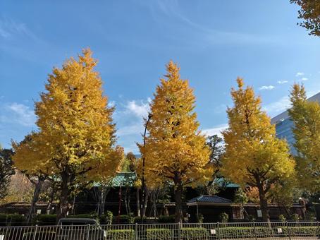 イチョウ 秋,銀杏,紅葉の写真素材