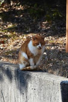 野良猫 猫,野良猫,屋外の写真素材