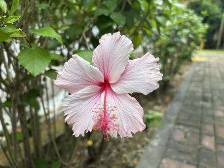 ハイビスカスの花 ハイビスカス,木,自然の写真素材