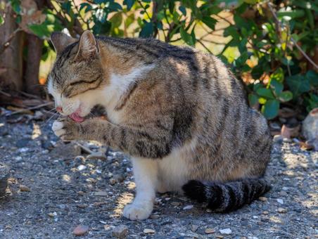 猫の島に住む可愛い野良猫さんです。 猫の島に住む可愛い野良猫さんです。の写真