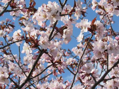 満開の桜の写真