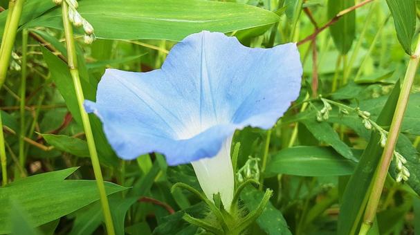 自生のアサガオの花・2 自生のアサガオの花・2 朝顔,花,夏の写真素材
